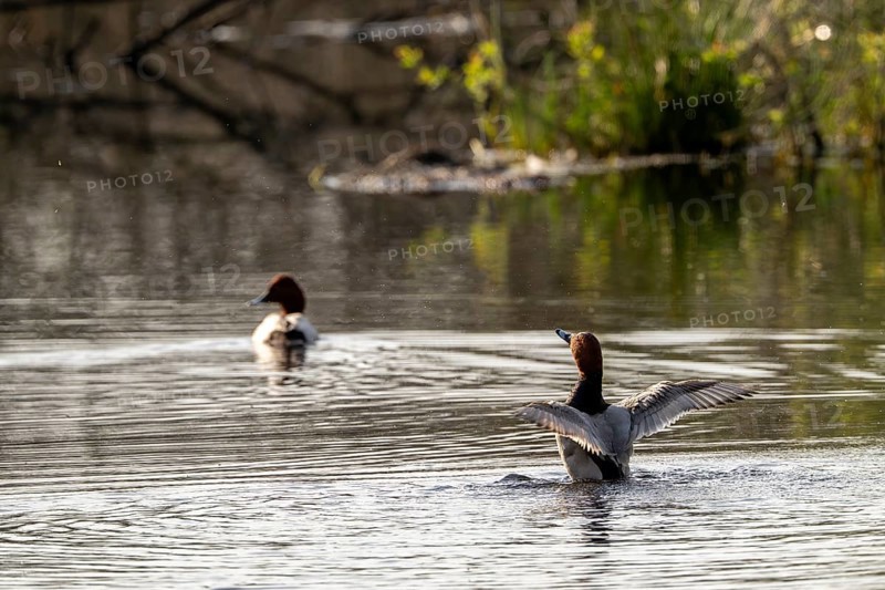 Common Pochard (Aythya ferina), male, Vulkaneifel, Rhineland-Palatinate, Germany, Europe