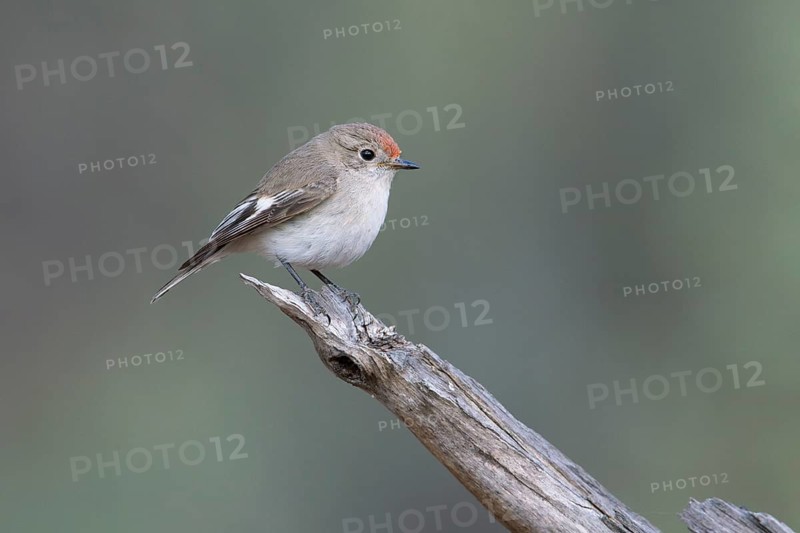 Red-capped Robin (Petroica goodenovii) female perched on a branch, South Australia, Australia, Oceania