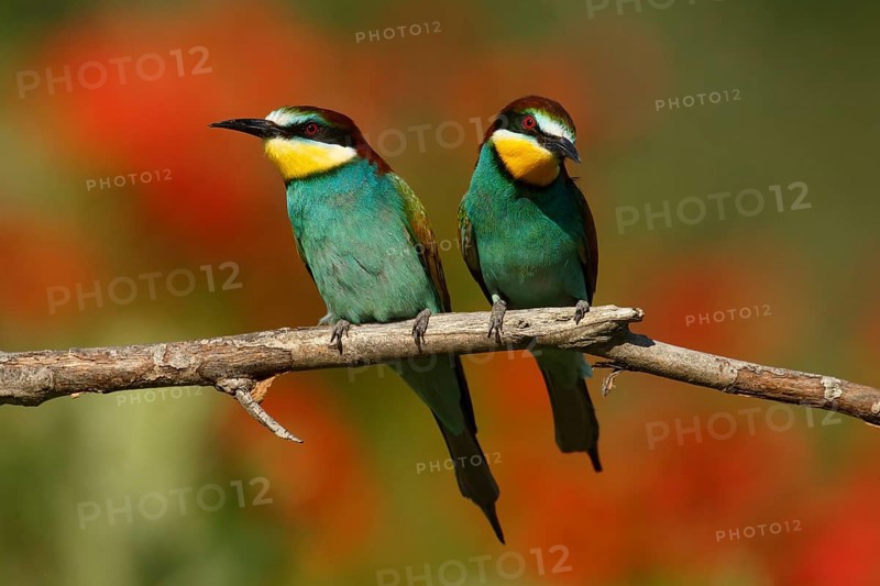 European Bee-eater (Merops apiaster) pair, Piedmont, Italy, Europe