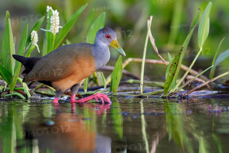 Gray-necked Wood-Rail (Aramides cajanea) feeding near a small pond in the Pantanal region of Brazil