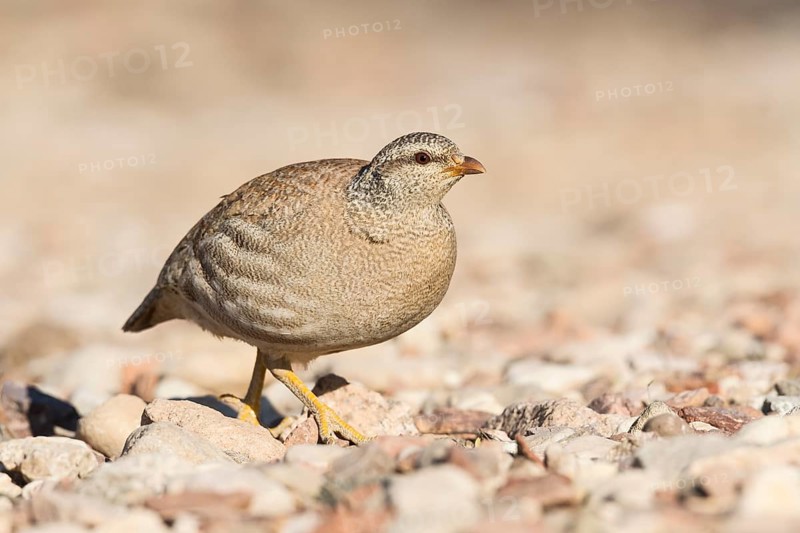 Sand Partridge (Ammoperdix heyi) female, Eilat, Israel, Asia