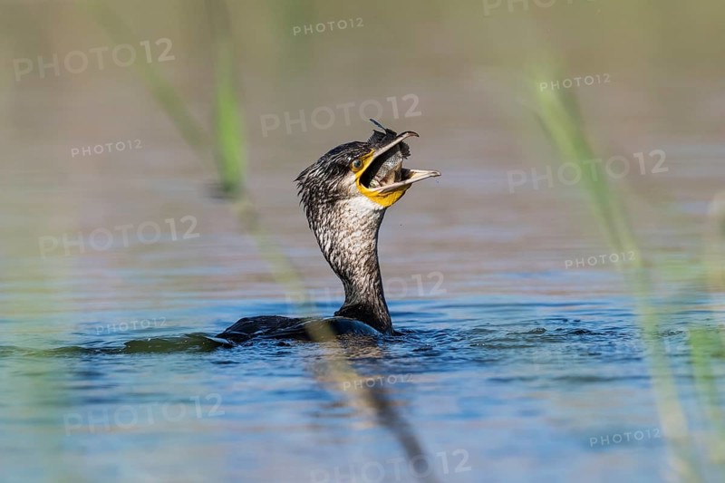 Great Cormorant (Phalacrocorax carbo) eating fish, Eilat, Israel, Asia