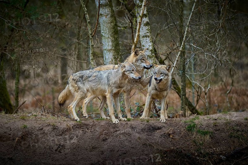 Three gray wolves (Canis Lupus), standing in the winter forest in front of birch trees and looking at each other attentively, Germany, Europe
