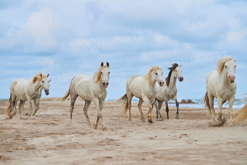 Five white Camargue horses gallop freely across a sandy beach under a cloudy sky, Camargue, France, Europe