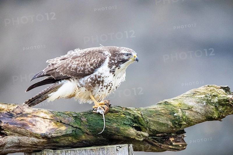 Common buzzard (Buteo buteo) Germany