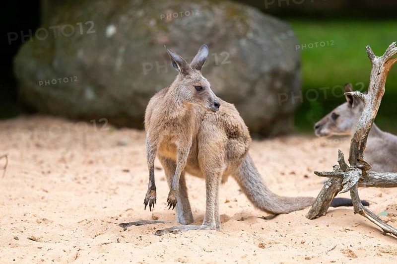 Western grey kangaroo (Macropus fuliginosus) standing on the sand, Germany, Europe
