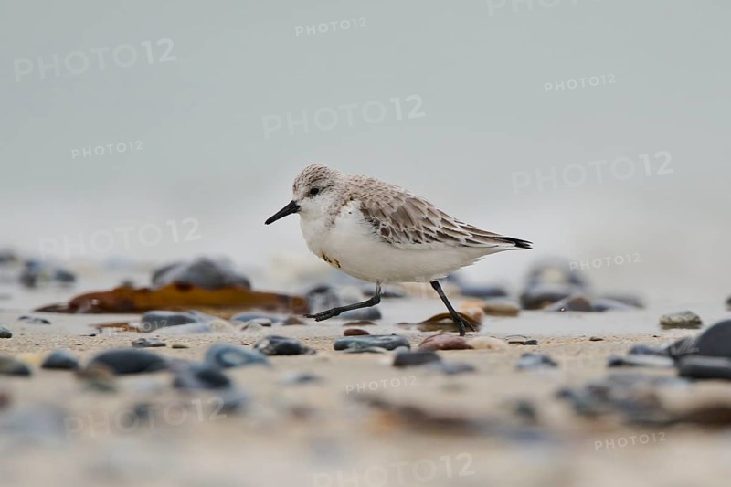 Sanderling (Calidris alba) on the beach, Düne, Helgoland, Schleswig-Holstein, Germany, Europe