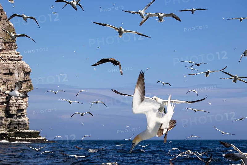 Northern gannet (Morus bassanus) and Great skua (Stercorarius skua) in flight close to the water surface, Shetland Islands, Great Britain