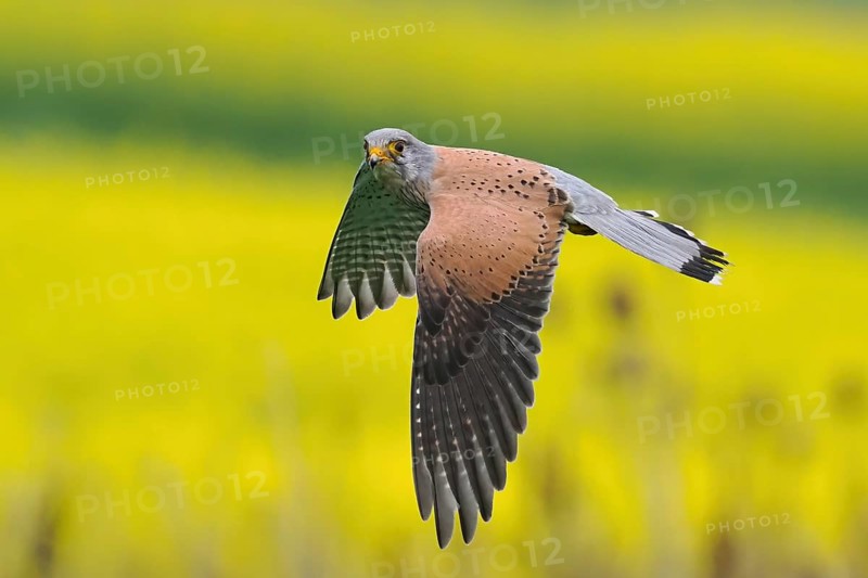 A Common Kestrel (Falco tinnunculus) flies over a flowering rape field Hesse, Germany, Europe
