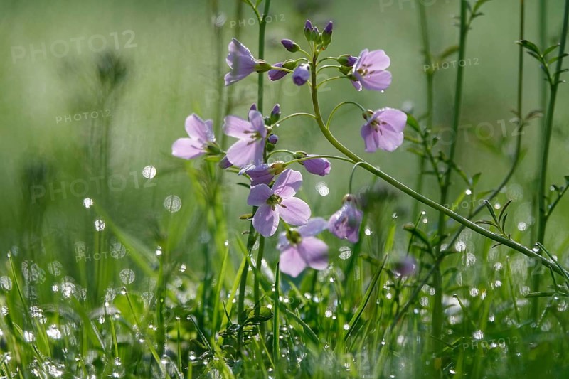 Meadowfoam (Cardamine) on a spring meadow, April, Germany, Europe