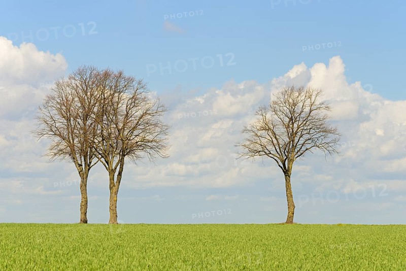 Row of trees, bare lime trees (Tilia) on a green grain field, blue cloudy sky, North Rhine-Westphalia, Germany, Europe