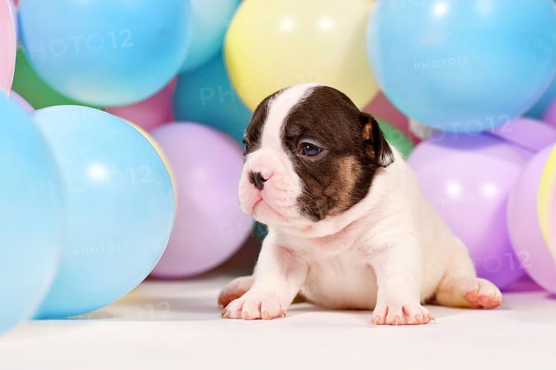 Tiny French Bulldog dog puppy between colorful balloons