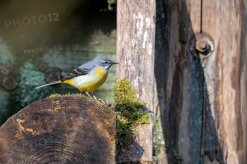 Grey wagtail (Motacilla cinerea), Vulkaneifel, Rhineland-Palatinate, Germany, Europe