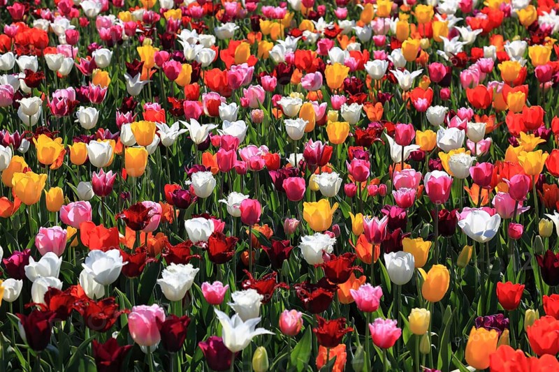 Many colourful tulips in one area