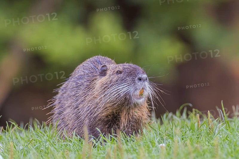 Nutria (Myocastor coypus) eats, Lower Austria, Austria, Europe