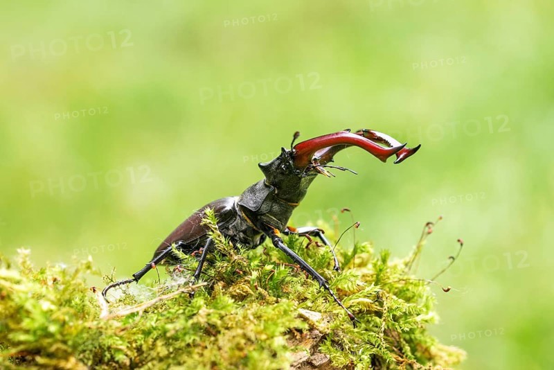 Stag beetle (Lucanus cervus), on moss, Austria, Europe