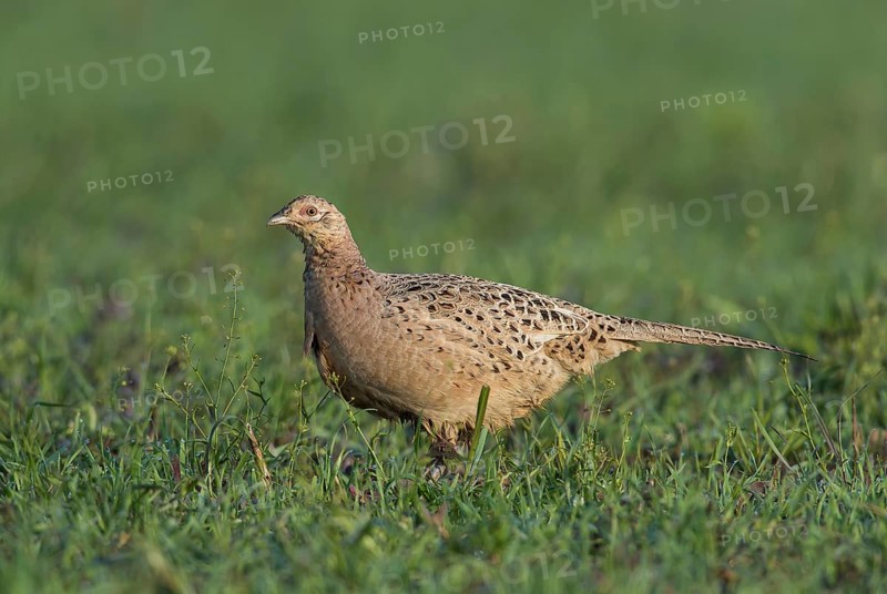 Pheasant (Phasianus colchicus), Hen in the Grass, Upper Austria, Austria, Europe