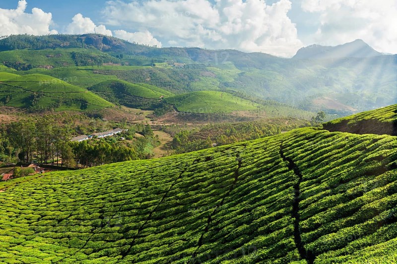Evergreen Tea plantations of indian tea, Munnar, Kerala, South India