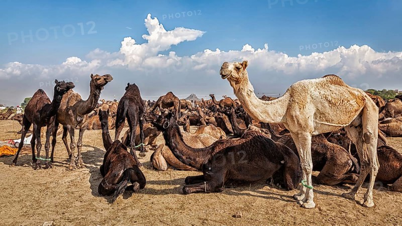 Panoramic image of camels at Pushkar Mela (Pushkar Camel Fair) . Pushkar, Rajasthan, India, Asia