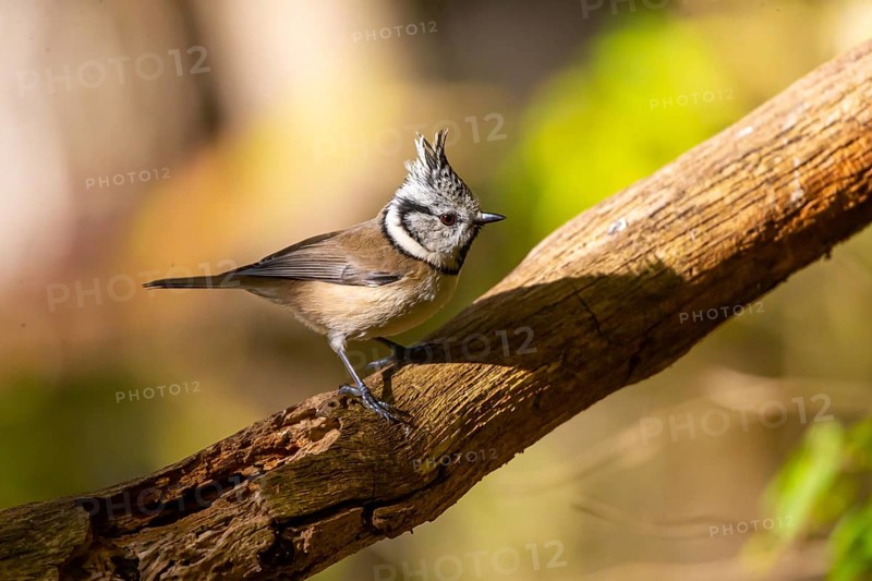 Crested Tit (Parus cristatus), Germany, Europe