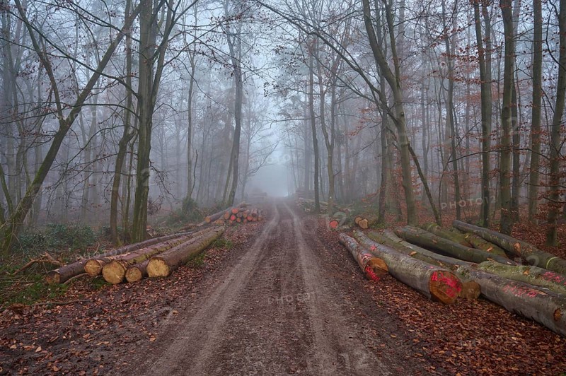 Forest path with logs at foggy morning, Kreuzwertheim, Spessart, Bavaria, Germany, Europe