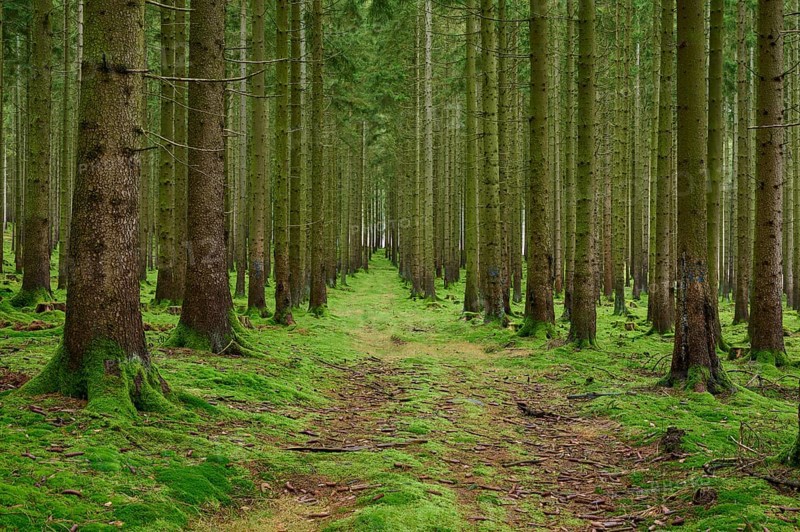 Spruce tree forest with path, Odenwald, Hesse, Germany, Europe