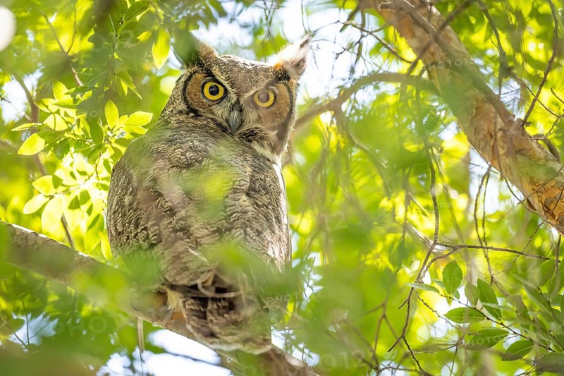 The yellow eyed great horned owl resting in the tree