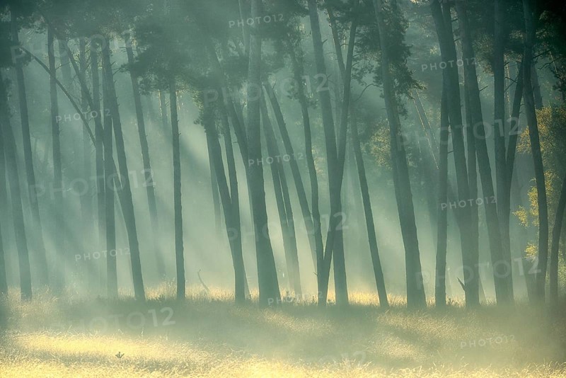 Scots pine forest (Pinus silvestris) in autumnal sunny light, Lower Rhine, North Rhine-Westphalia, Germany, Europe
