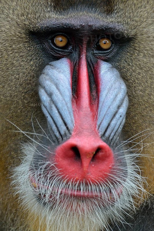 Mandrill (Mandrillus sphinx), male, animal portrait, captive, South-West Region, Cameroon, Africa