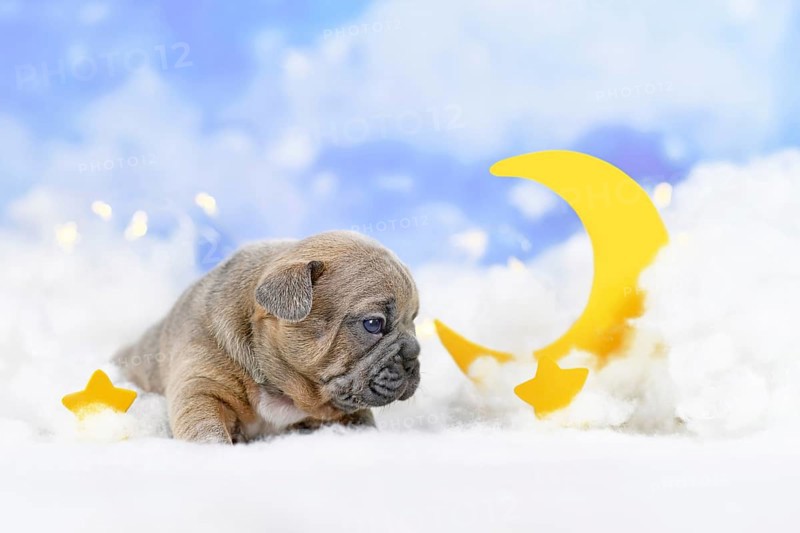 Choco Red fawn French Bulldog puppy between fluffy clouds with moon and stars