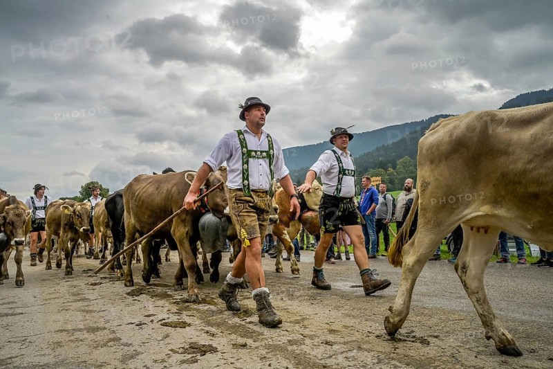 16. 09. 2022. Almabtrieb, cattle seperation in Thalkirchdorf, Markt Oberstaufen, Allgäu, Bavaria, Germany, Europe