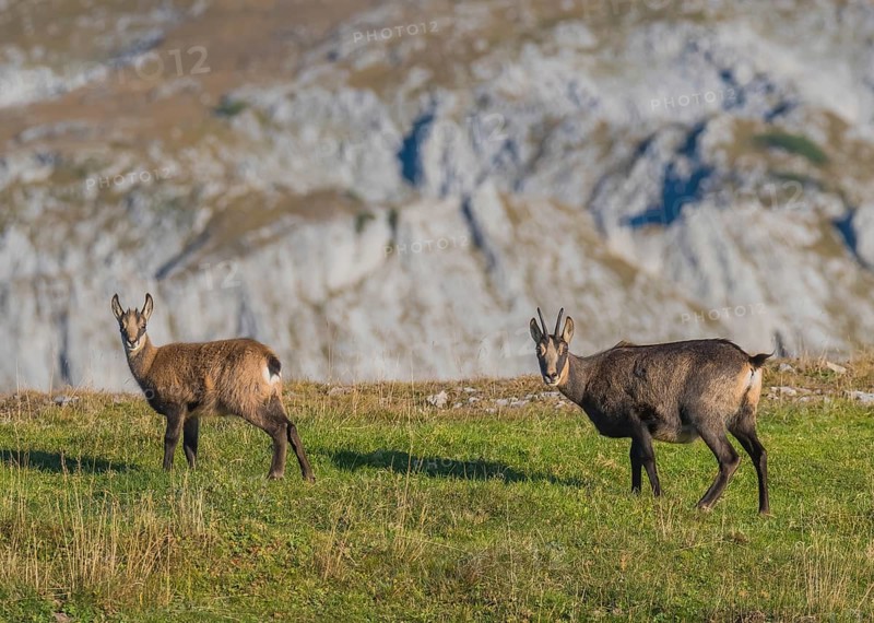 Chamoises (Rupicapra rupicapra), Old animal with young animal, Hochschwab, Styria, Austria, Europe