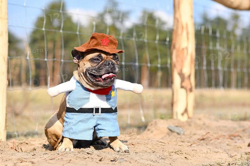 Fawn colored French Bulldog dog wearing a Carnival or Halloween cowboy full body costume with fake arms, vest and hat standing on sandy ground