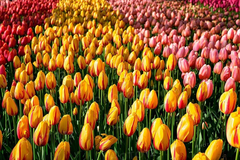 Blooming tulips flowerbed in Keukenhof flower garden, also known as the Garden of Europe, one of the world largest flower gardens and popular tourist attraction. Lisse, the Netherlands