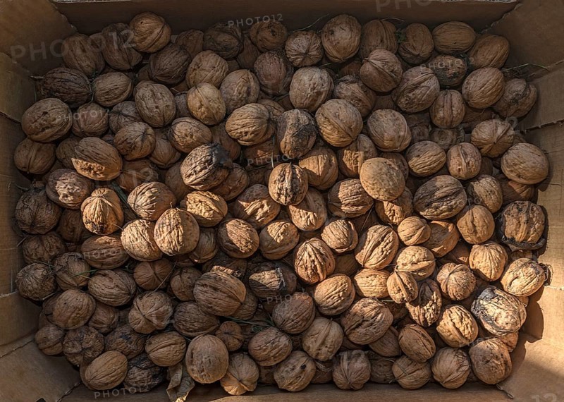 Fresh persian walnuts (Juglans regia), in a carton, Bavaria, Germany, Europe