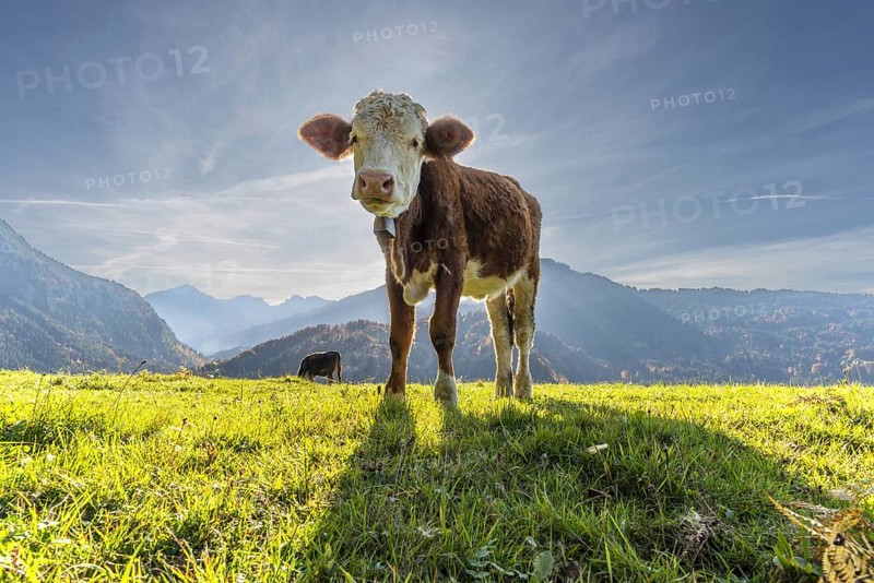 Allgäuer Braunvieh (Bos primigenius taurus), Allgäu, Bavaria, Germany, Europe