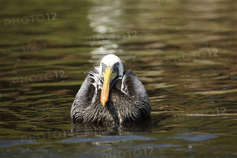 Peruvian pelican (Pelecanus thagus), swimming, pelicans (Pelecanidae), pelican, seabird, seabirds, copepods, Pelecaniformes, bird, animal, vertebrate, captive