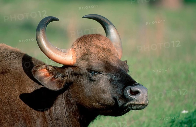 Gaur (Bos gaurus) cow