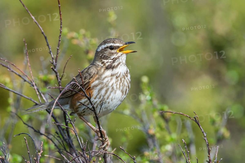 Redwing (Turdus iliacus) sings on bush, Dovre Fjell National Park, Norway, Europe