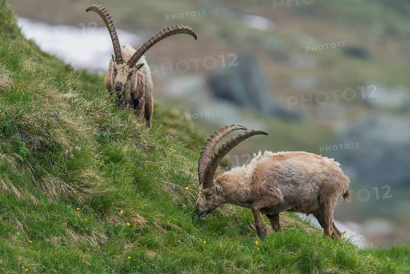 Alpine Ibexes (Capra ibex), feeding bucks, High Tauern National Park, Austria, Europe