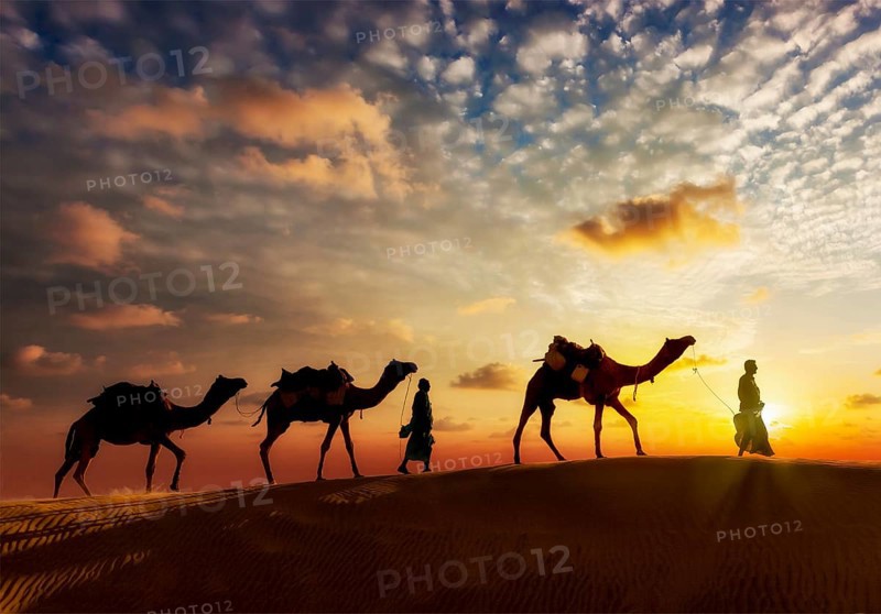Travel background, two cameleers (camel drivers) with camels silhouettes in dunes of desert on sunset