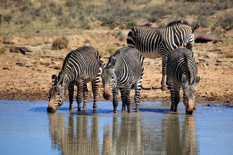 Cape mountain zebras (Equus zebra zebra), Mountain Zebra National Park, South Africa, Africa