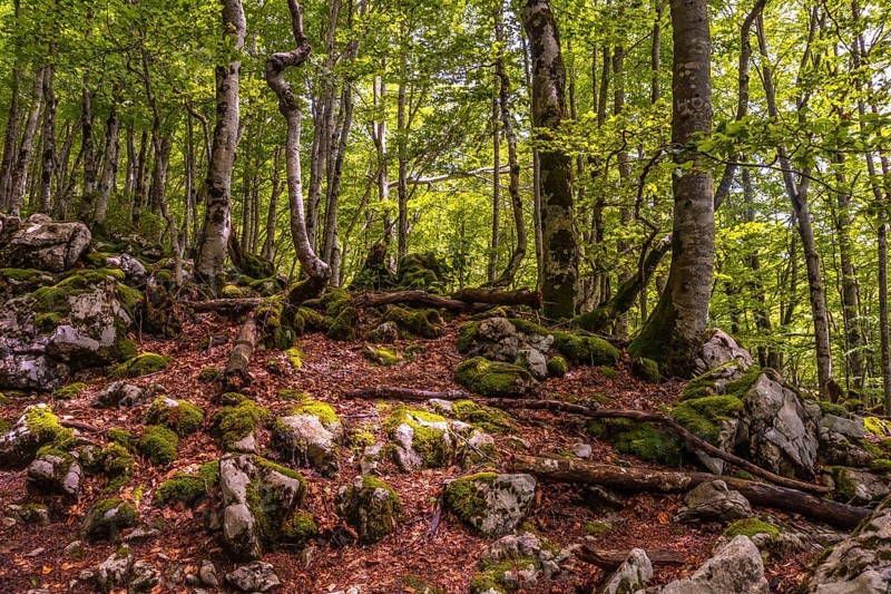 Mount Aizkorri 1523 meters, the highest in Guipuzcoa. Basque Country. Lovely forest on the rise. Ascent through San Adrian and return through the Oltza fields