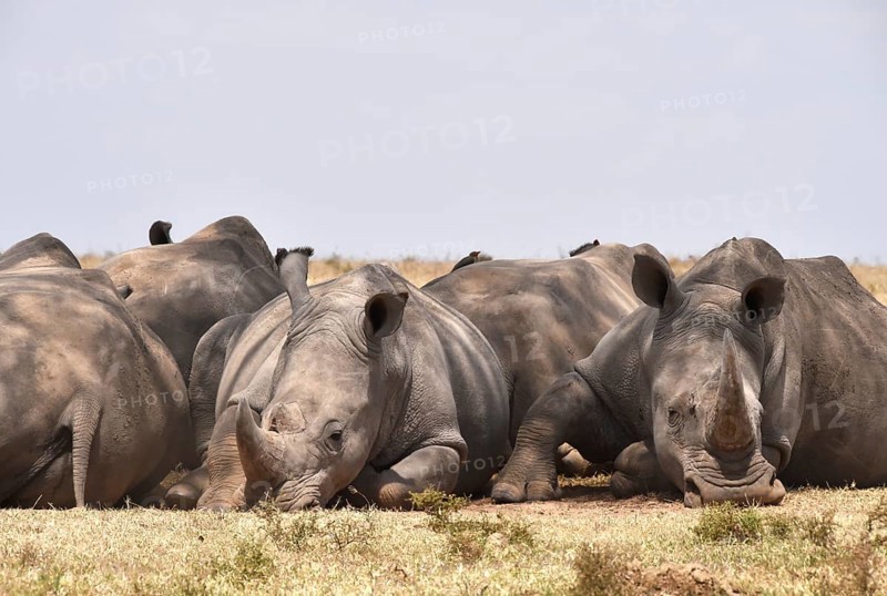 Rhino group resting in Africa, Kenya, Africa