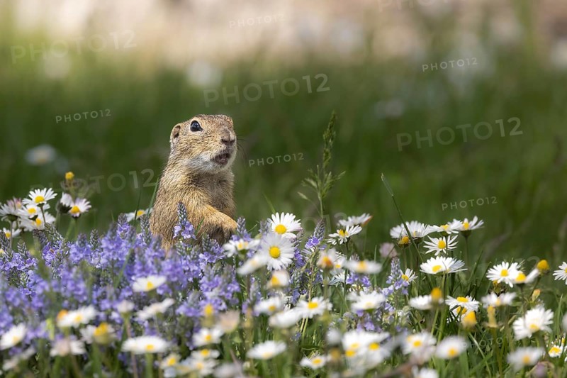 European ground squirrel (Spermophilus citellus) standing in flower meadow with speedwell and daisies