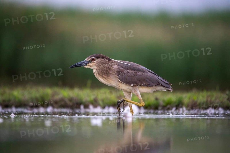 Black crowned night heron (Nycticorax nycticorax) in the water, juvenile, Pusztaszer, Hungary, Europe