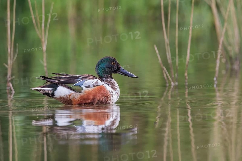 Northern Shoveler (Anas clypeata) swims in the water at the edge of the reed, Upper Austria, Austria, Europe