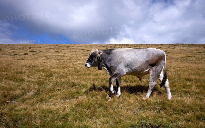 Cow on pasture, Rasciesa, Resciesa, Val Gardena, Trentino, South Tyrol, Italy, Europe