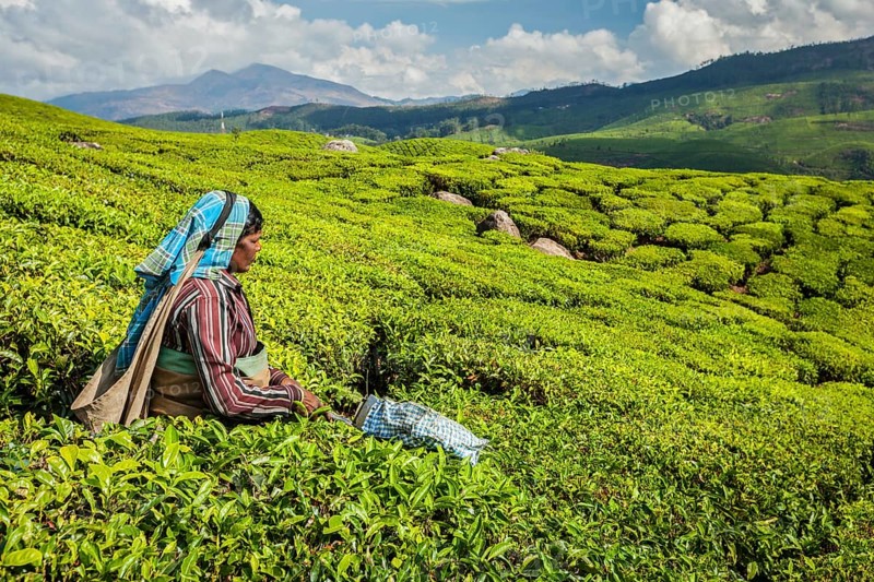KERALA, INDIA, FEBRUARY 18, 2014: Unidentified Indian woman harvests tea leaves at tea plantation at Munnar. Only the uppermost leaves are collected, and workers collect daily up to 30 kilos of tea leaves