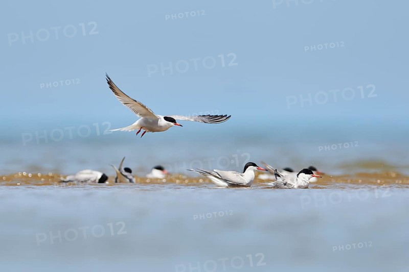 Elegant tern (Thalasseus elegans) flying in the sky above the sea, hunting, ebro delta, Catalonia, Spain, Europe
